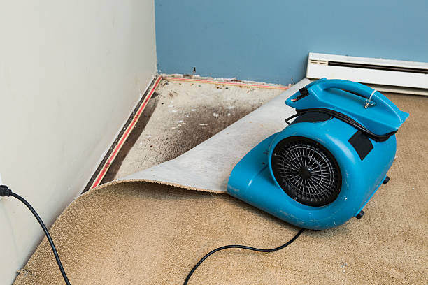 Best Water damage cleanup near me  in Litchfield, MN